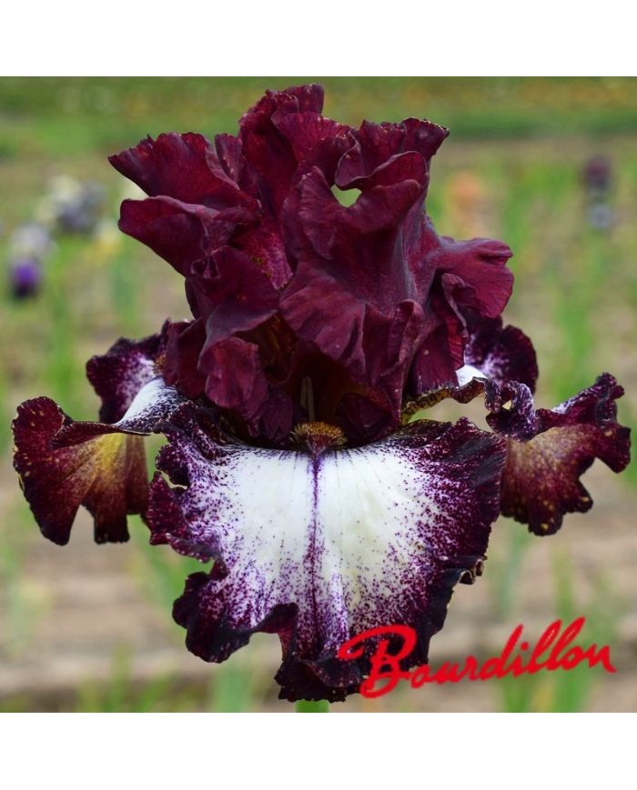Iris : Huckleberry Sunday