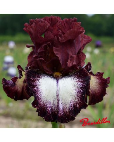 Iris : Huckleberry Sunday