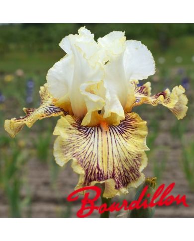 Iris : Insaniac