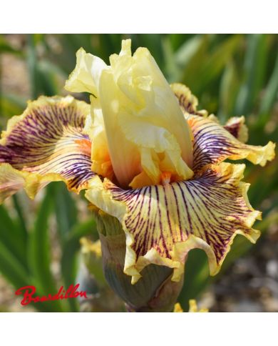Iris : Insaniac