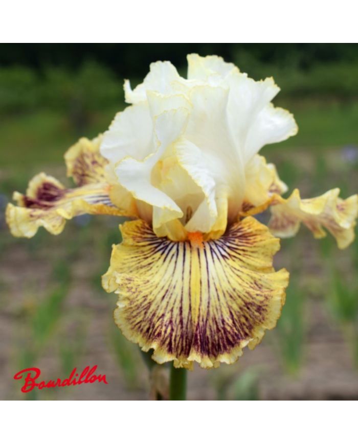 Iris : Insaniac