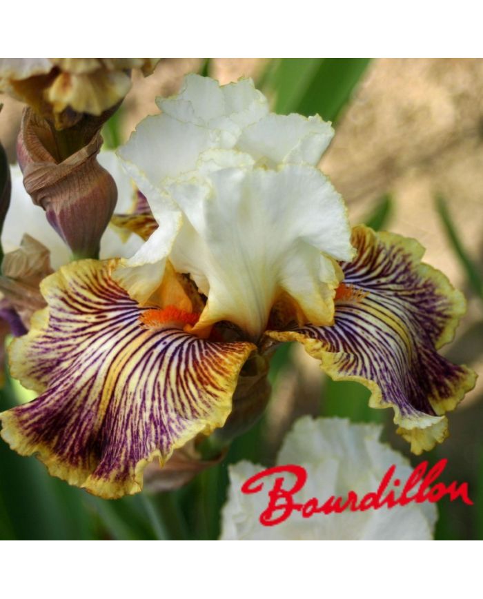 Iris : Insaniac