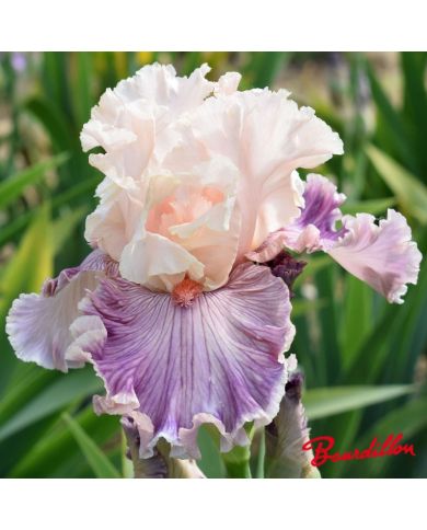 Iris : Cross My Heart