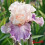 Iris : Cross My Heart