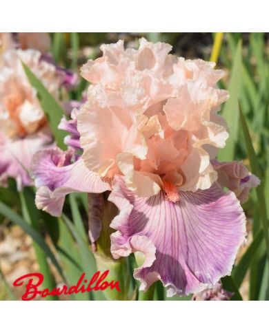 Iris : Cross My Heart