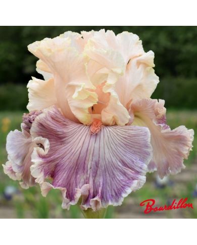 Iris : Cross My Heart
