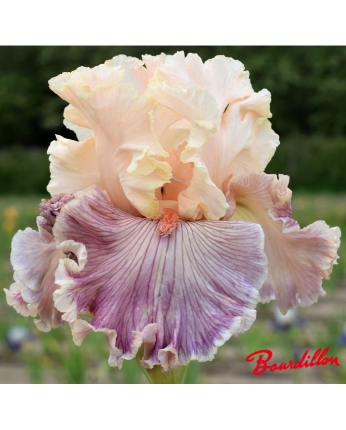 Iris : Cross My Heart