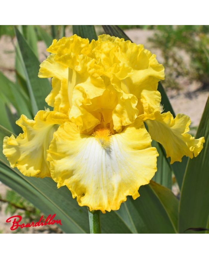Iris : Carpe Diem