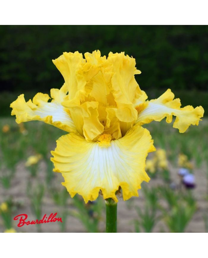 Iris : Carpe Diem
