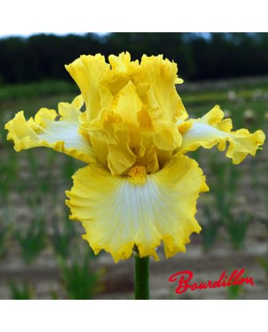 Iris : Carpe Diem