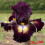 Iris : Tunnel Vision