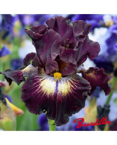 Iris : Tunnel Vision