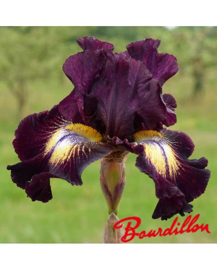 Iris : Tunnel Vision
