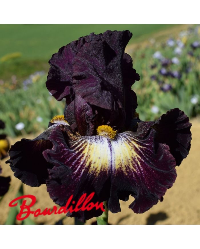 Iris : Tunnel Vision