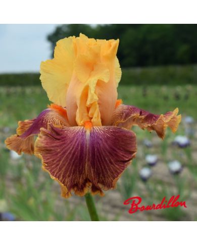 Iris : Bottle Rocket