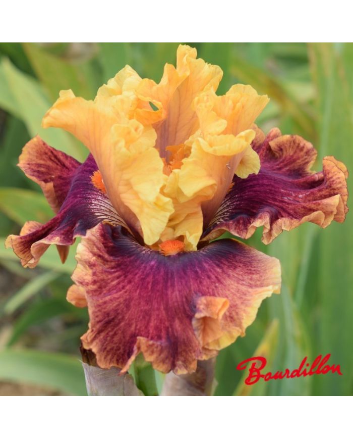 Iris : Bottle Rocket