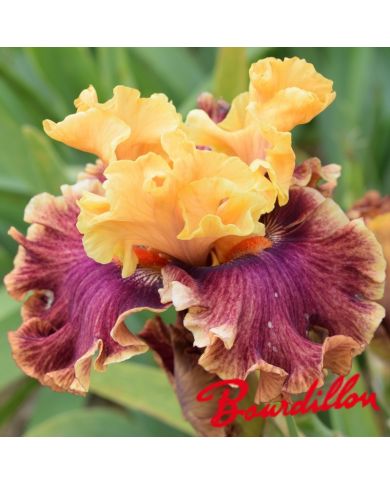 Iris : Bottle Rocket