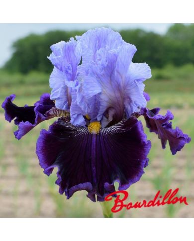 Iris : Megarich