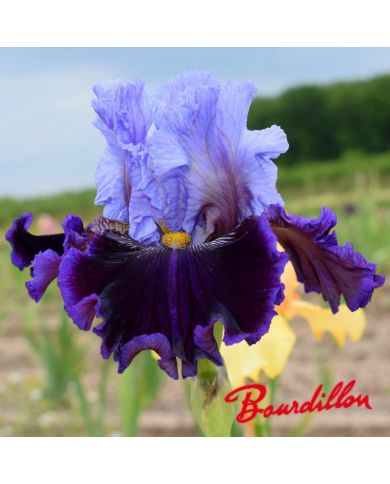 Iris : Megarich