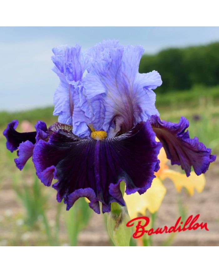 Iris : Megarich
