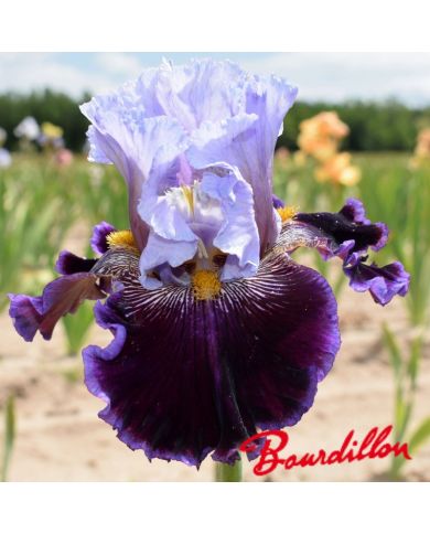 Iris : Megarich
