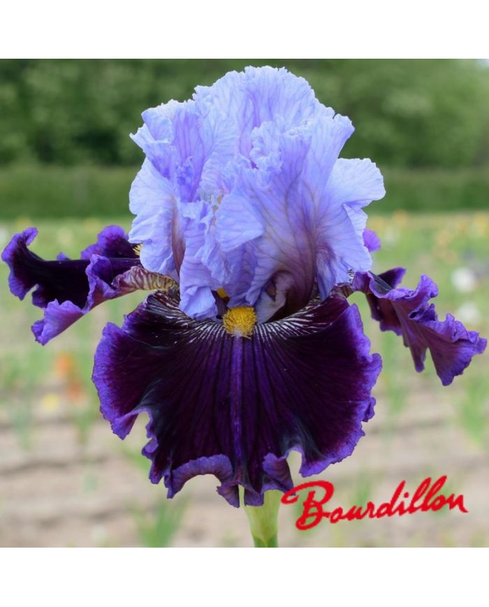 Iris : Megarich