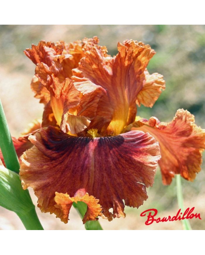 Iris : Chesnuts Roasting
