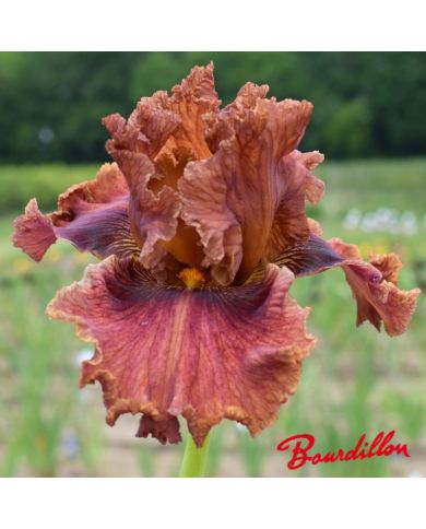 Iris : Chesnuts Roasting