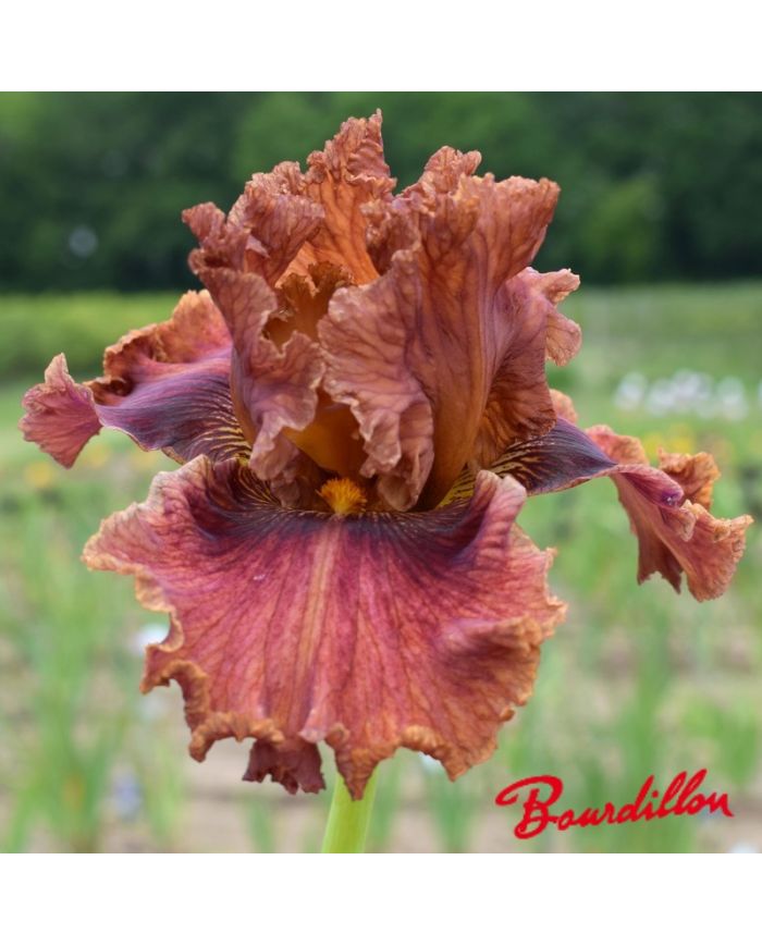 Iris : Chesnuts Roasting