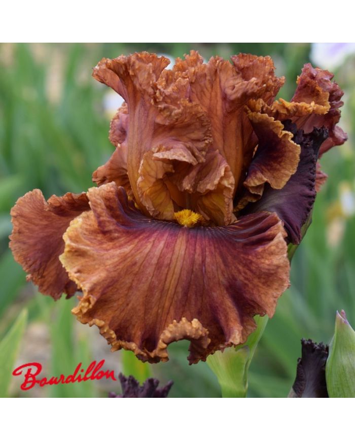 Iris : Chesnuts Roasting