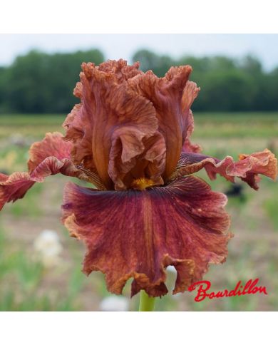 Iris : Chesnuts Roasting