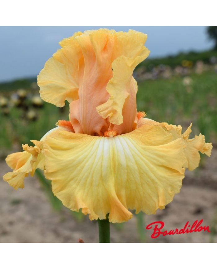 Iris : Orange Juice