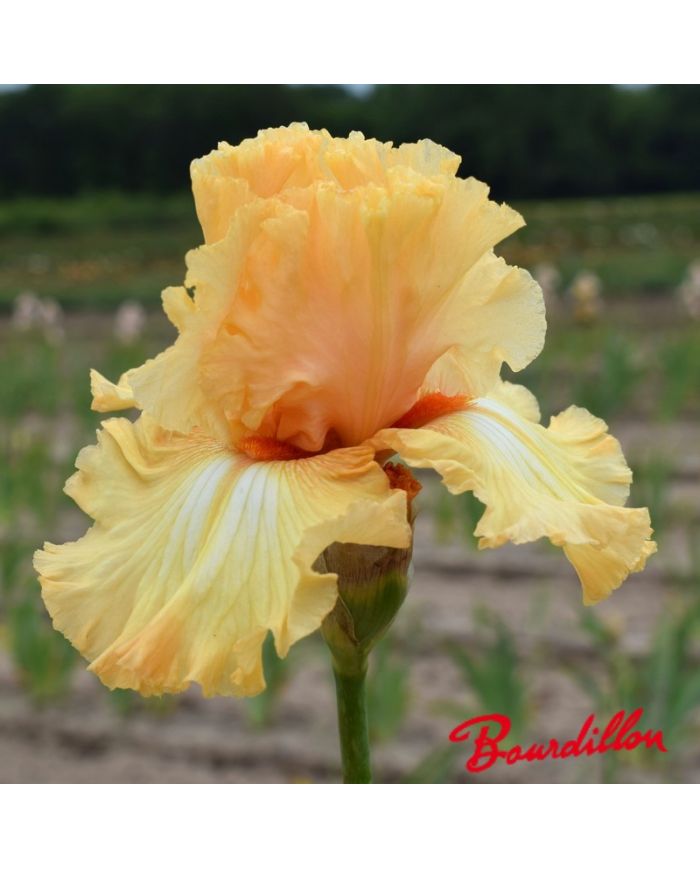 Iris : Orange Juice