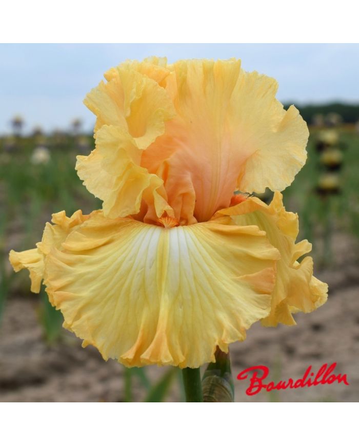 Iris : Orange Juice