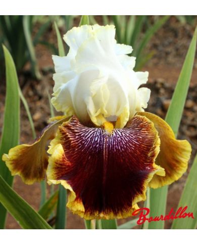 Iris : Carousel Of Dreams