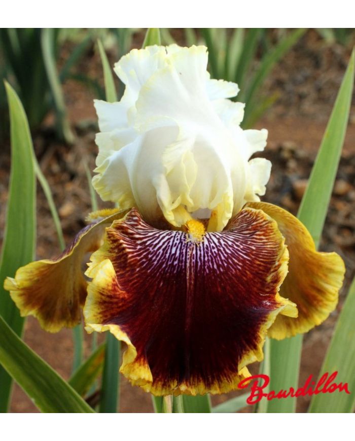 Iris : Carousel Of Dreams