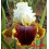 Iris : Carousel Of Dreams