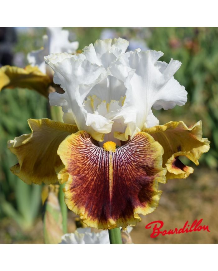Iris : Carousel Of Dreams