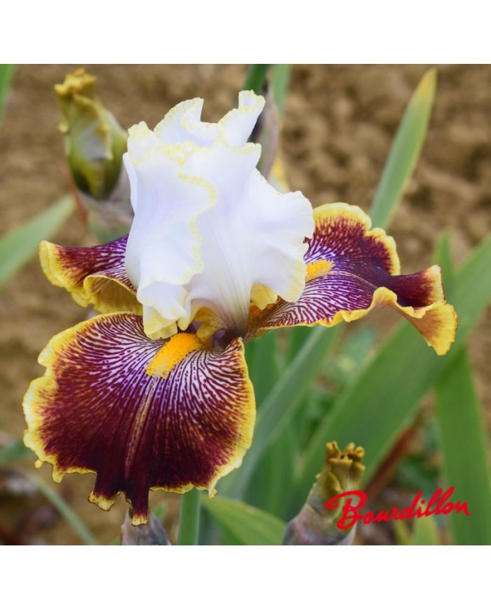 Iris : Carousel Of Dreams