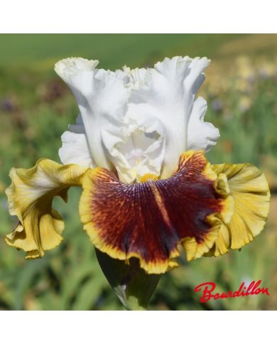 Iris : Carousel Of Dreams