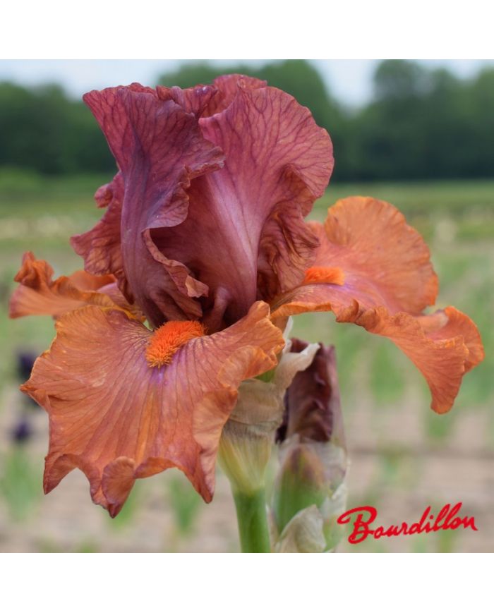 Iris : Flame Amber