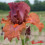Iris : Flame Amber