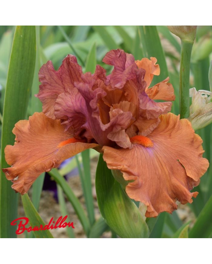 Iris : Flame Amber