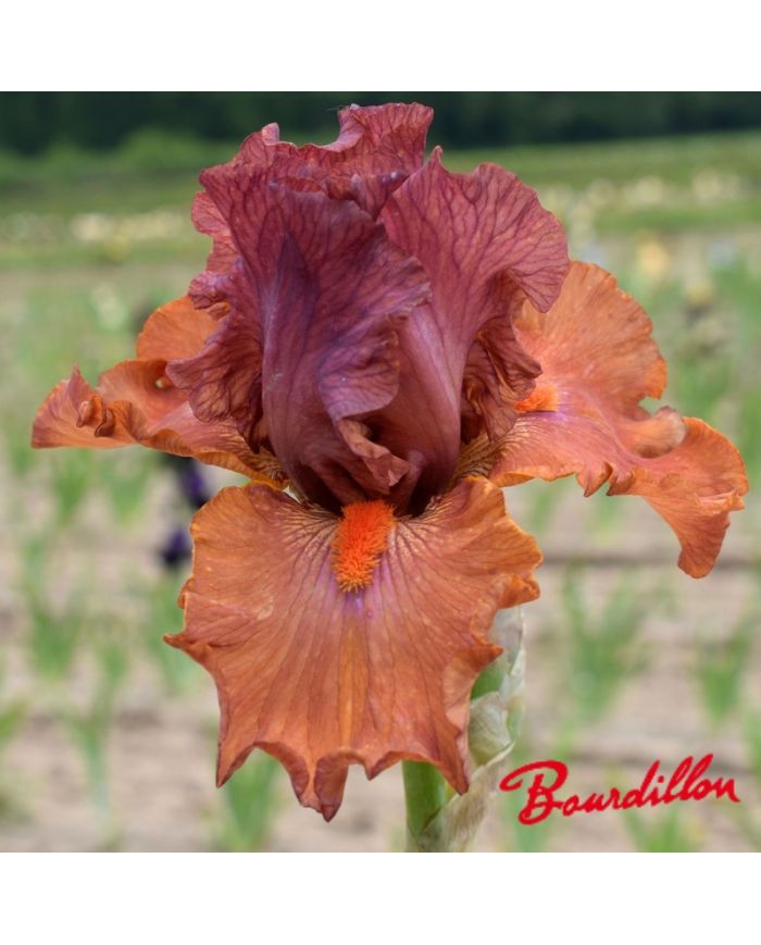 Iris : Flame Amber