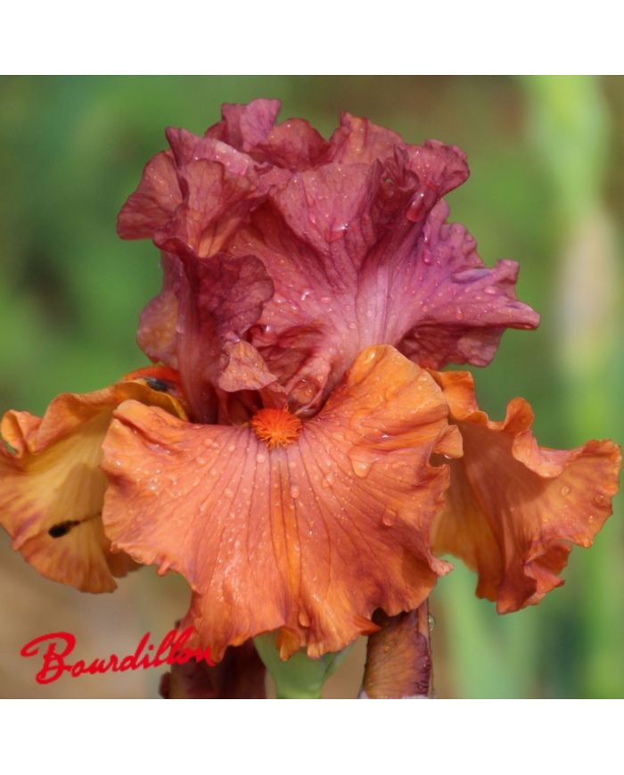 Iris : Flame Amber