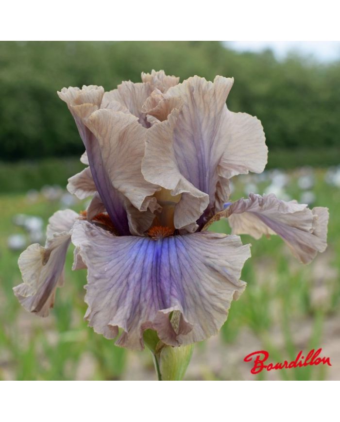 Iris : Coffee Trader
