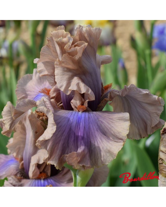Iris : Coffee Trader