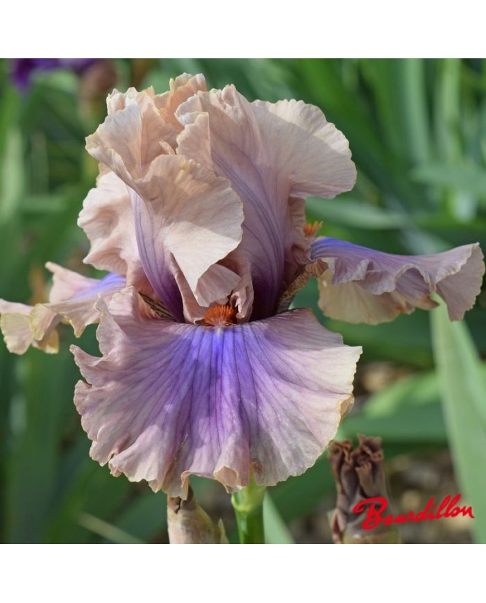 Iris : Coffee Trader