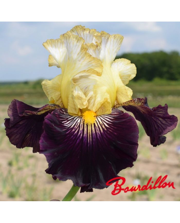 Iris : Reckless Abandon