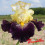 Iris : Reckless Abandon